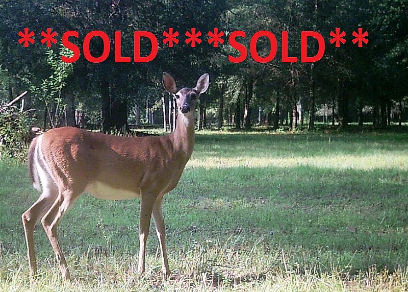5 Acres ON Florida Withlacoochee State Forest Owner Financing S. Lecanto Hwy, Lecanto, Citrus County, Fl  SOLD